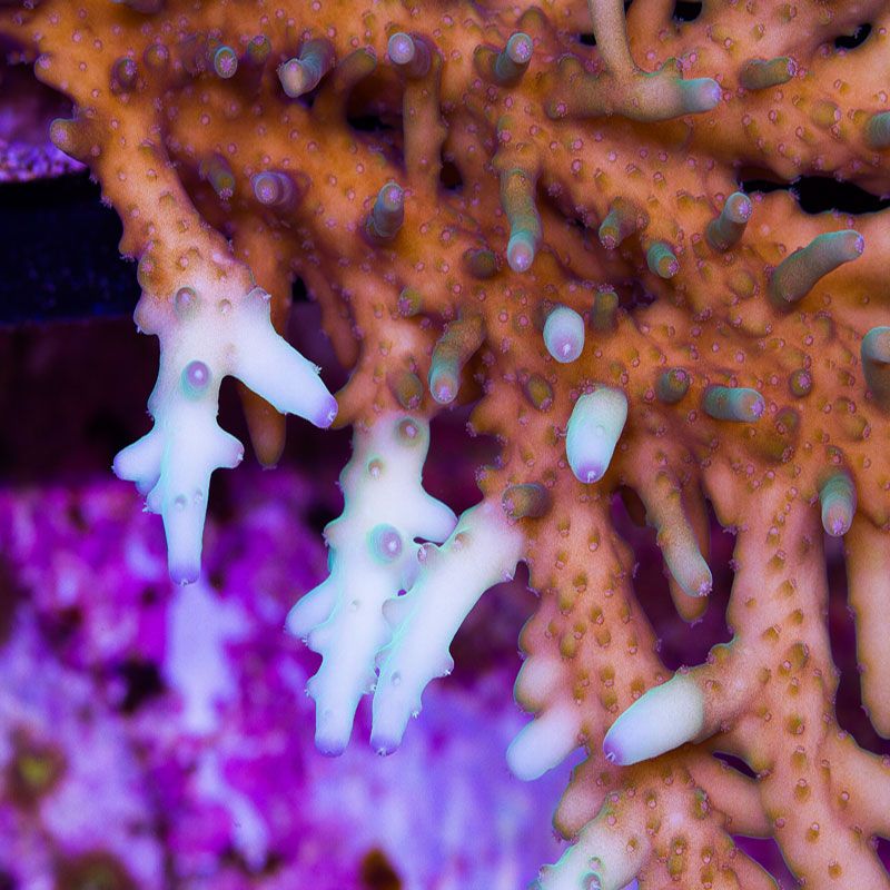 newcoral1589 - 100 New WYSIWYG Acros at Cherry Corals!